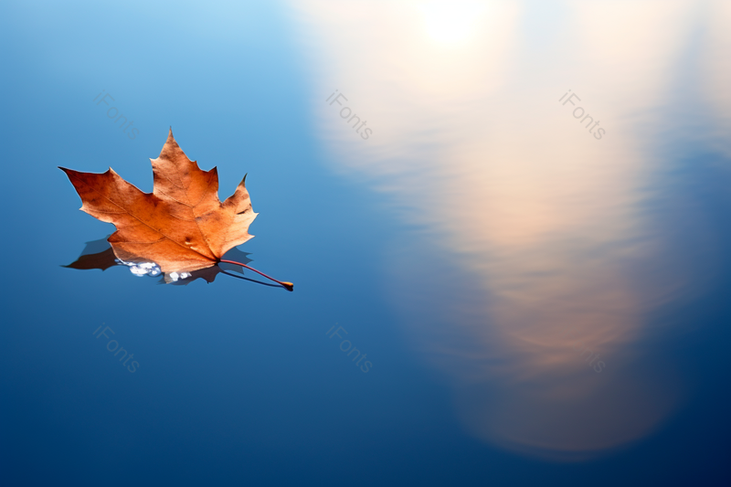 干净蓝色的水中漂浮着一片枫叶,高清,摄影图,摄影图片,图片大全,摄影图免费下载